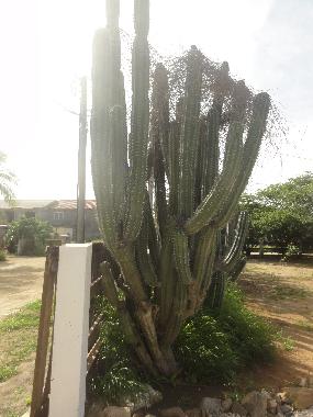 Holiday House in Noord (Aruba) or holiday homes and vacation rentals