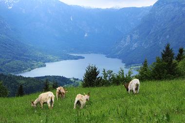 Bohinj lake