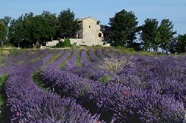 Holiday Apartment in Viens (Vaucluse) or holiday homes and vacation rentals