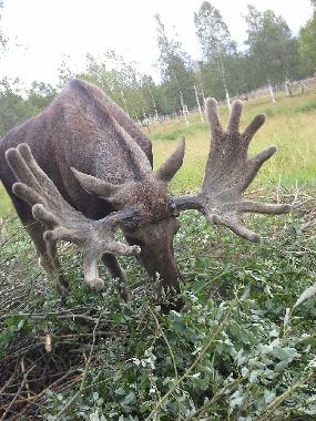 Holiday House in Snasa (Nord-Trondelag) or holiday homes and vacation rentals