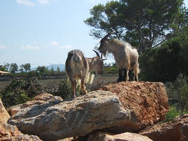 Holiday House in Can Picafort/ Santa Margalida (Mallorca) or holiday homes and vacation rentals