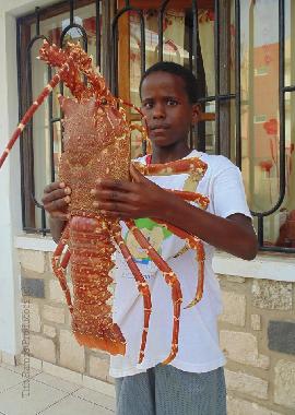 Fresh lobsters