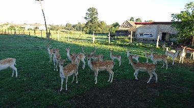 Holiday Apartment in Topczewo (Podlaskie) or holiday homes and vacation rentals