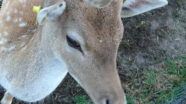 Holiday Apartment in Topczewo (Podlaskie) or holiday homes and vacation rentals