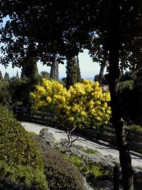 Holiday House in Golfe Juan (Alpes-Maritimes) or holiday homes and vacation rentals