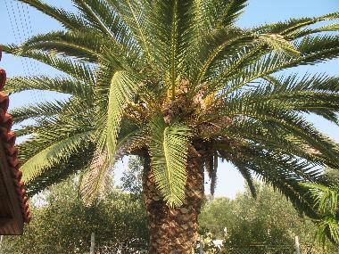 Villa in Nea Kalikratia (Thessaloniki) or holiday homes and vacation rentals