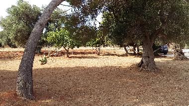 Holiday House in SERRANOVA (Brindisi) or holiday homes and vacation rentals