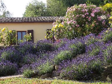 Holiday House in Staffolo (Ancona) or holiday homes and vacation rentals