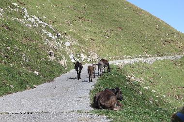 Chalet in porlezza (Como) or holiday homes and vacation rentals