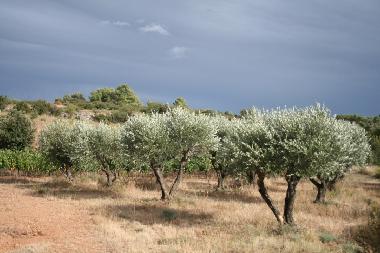 Holiday House in Sant Cinian (H�rault) or holiday homes and vacation rentals