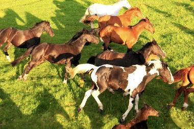 Holiday House in Pozezdrze (Warminsko-Mazurskie) or holiday homes and vacation rentals