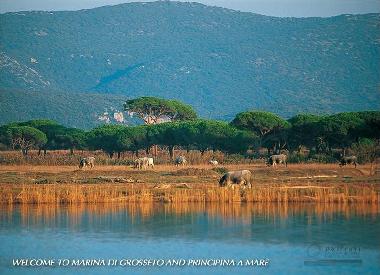 Holiday Apartment in CASTIGLIONE DELLA PESCAIA / PRINCIPINA A MARE (Gro (Grosseto) or holiday homes and vacation rentals