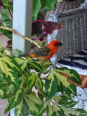 Holiday Apartment in Pereybere (Pereybere) or holiday homes and vacation rentals