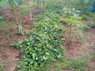 Holiday House in chackpong (Rayong) or holiday homes and vacation rentals