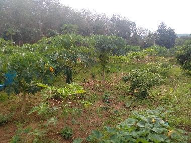 Holiday House in chackpong (Rayong) or holiday homes and vacation rentals