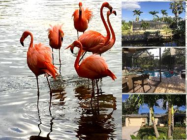 Holiday House in Bonita Springs (Florida) or holiday homes and vacation rentals