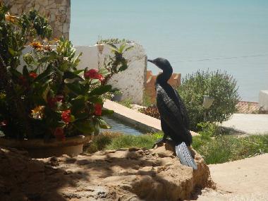 Villa in Popenguine (Thies) or holiday homes and vacation rentals