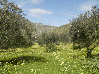 Holiday Apartment in Sivas -Kreta (Irakleio) or holiday homes and vacation rentals