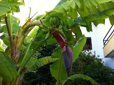 Villa in Nea Skioni (Chalkidiki) or holiday homes and vacation rentals