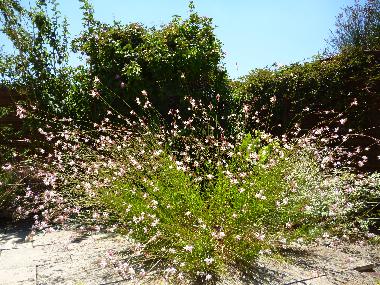 Holiday House in Lezignan Corbieres (Aude) or holiday homes and vacation rentals