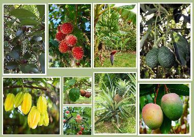 Fruits you might enjoy on seasonal availability 