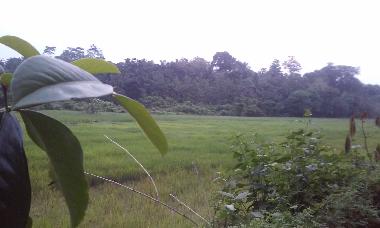 Local area surrounding