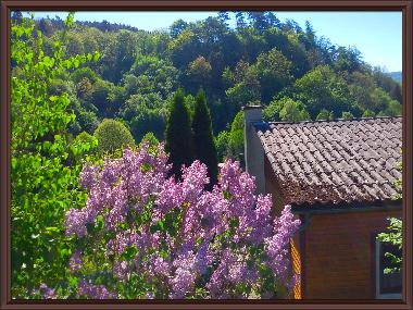 Holiday House in Hatzfeld/Eder (Waldecker Land) or holiday homes and vacation rentals