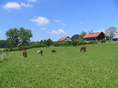 Chalet in Oberwil-Lieli (Z�rich) or holiday homes and vacation rentals