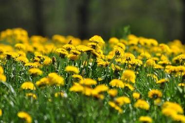 Chalet in Oberwil-Lieli (Z�rich) or holiday homes and vacation rentals