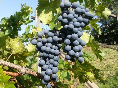 Holiday Apartment in Dorf Tirol  (Bolzano-Bozen) or holiday homes and vacation rentals