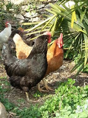 Holiday Apartment in Dorf Tirol  (Bolzano-Bozen) or holiday homes and vacation rentals