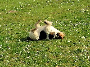 Holiday House in Denneville-Plage (Manche) or holiday homes and vacation rentals