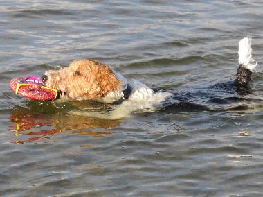 Holiday House in Denneville-Plage (Manche) or holiday homes and vacation rentals