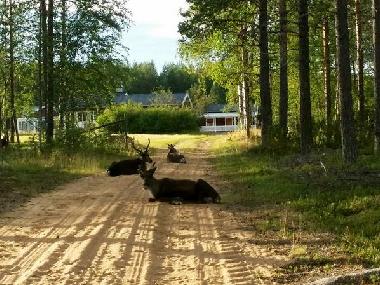 Holiday House in Lansj�rv �nges� (Norrbotten) or holiday homes and vacation rentals