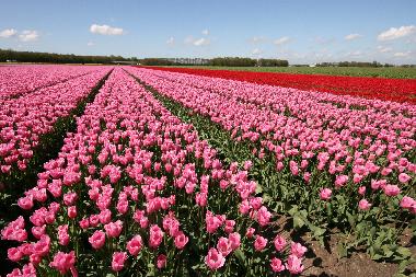 Holiday House in Lemmer (Friesland) or holiday homes and vacation rentals