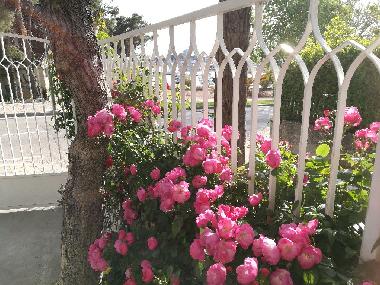 Holiday Apartment in Vodice (Sibensko-Kninska) or holiday homes and vacation rentals