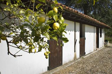 Holiday House in Bustio - Ribadedeva (Asturias) or holiday homes and vacation rentals