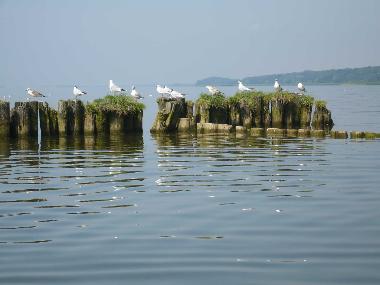 Holiday House in Kamminke (Ostsee-Inseln) or holiday homes and vacation rentals