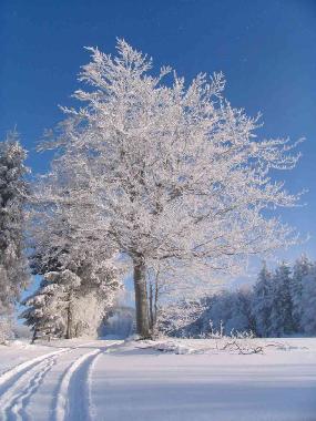Holiday Apartment in Klingenthal (Aschberg) (Vogtland) or holiday homes and vacation rentals