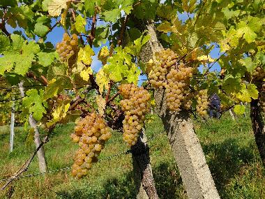 vineyard