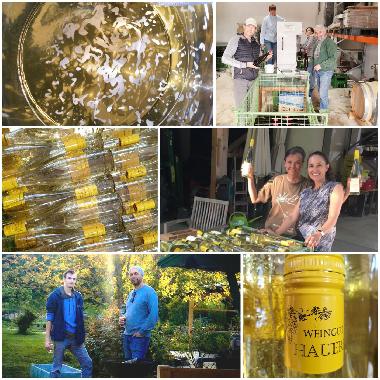 wine production