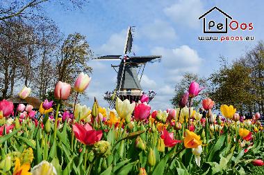 Holiday Apartment in Noordwijk aan Zee (Zuid-Holland) or holiday homes and vacation rentals