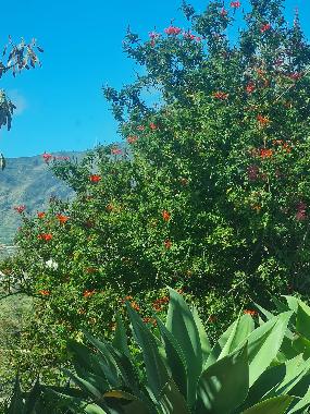 Holiday House in Los Llanos (La Palma und El Hierro) or holiday homes and vacation rentals