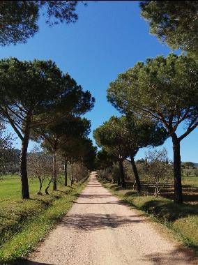 Hotel in Suvereto (Livorno) or holiday homes and vacation rentals