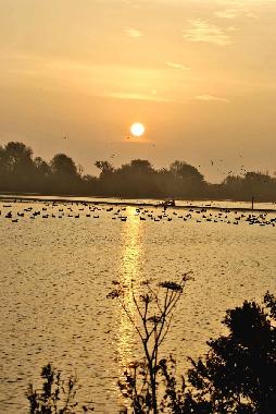 Holiday House in Wervershoof (Noord-Holland) or holiday homes and vacation rentals